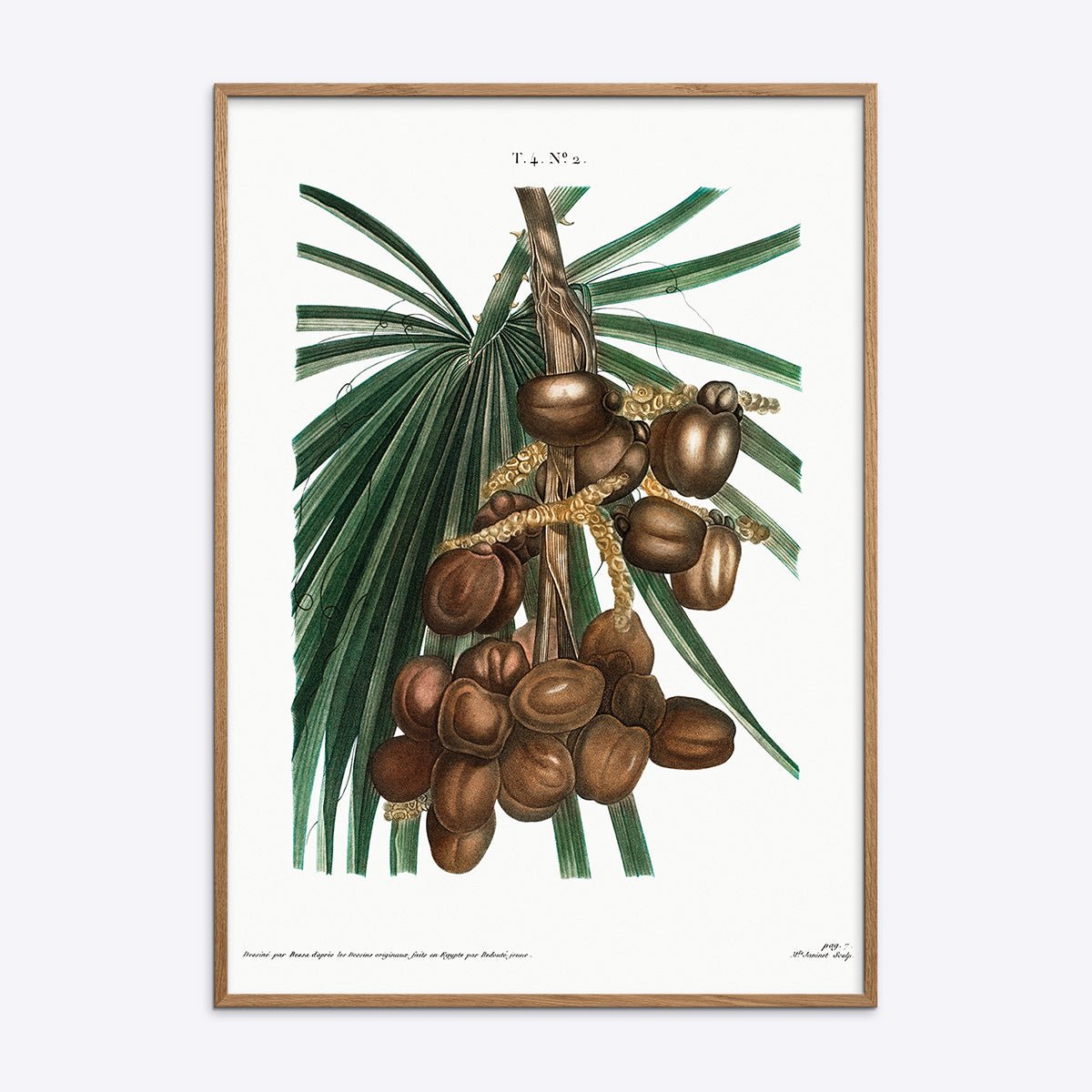 Plakat Kaffeplante i ramme, botanisk illustration af kaffetræets bær, æstetisk design