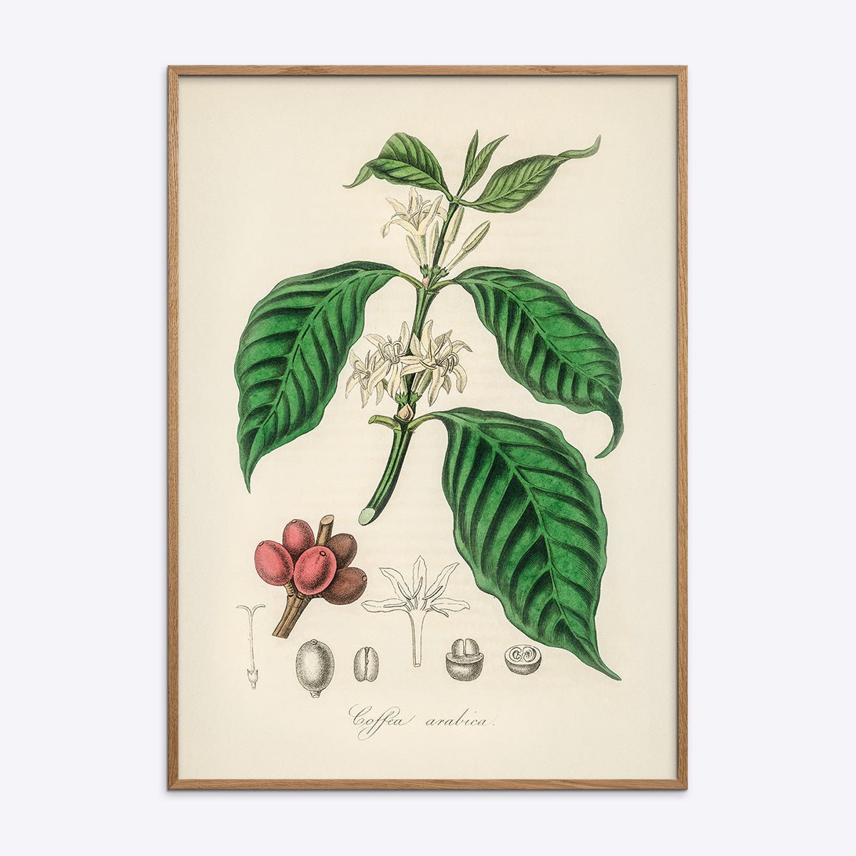Plakat med motiv af Coffea Arabica plante i naturlig træramme, perfekt til kaffeelskere og indretning med botanisk tema.