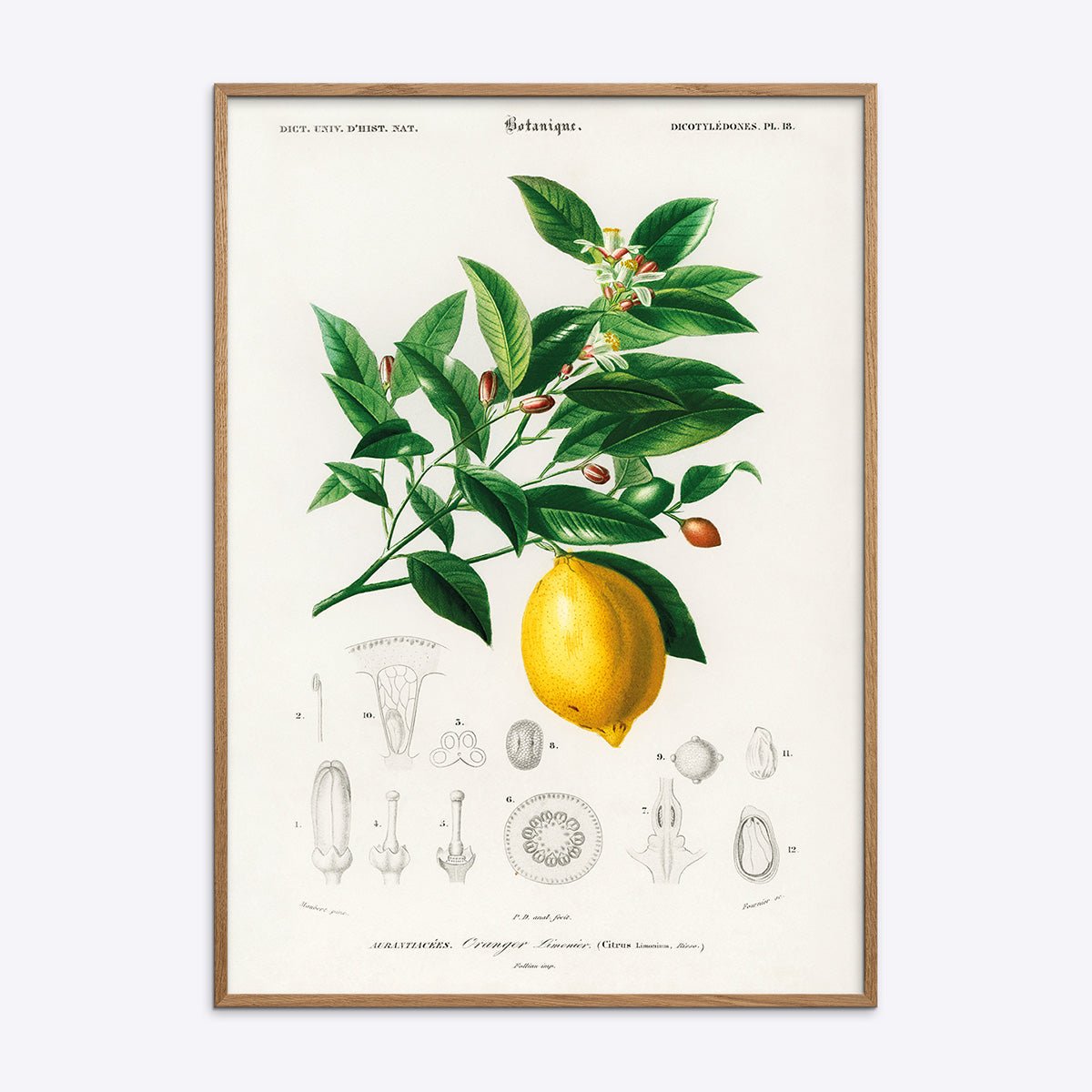 Plakat med citronmotiv i naturlig træramme, fremhæver citrusfrugtens skønhed og friskhed, perfekt til køkkenindretning.