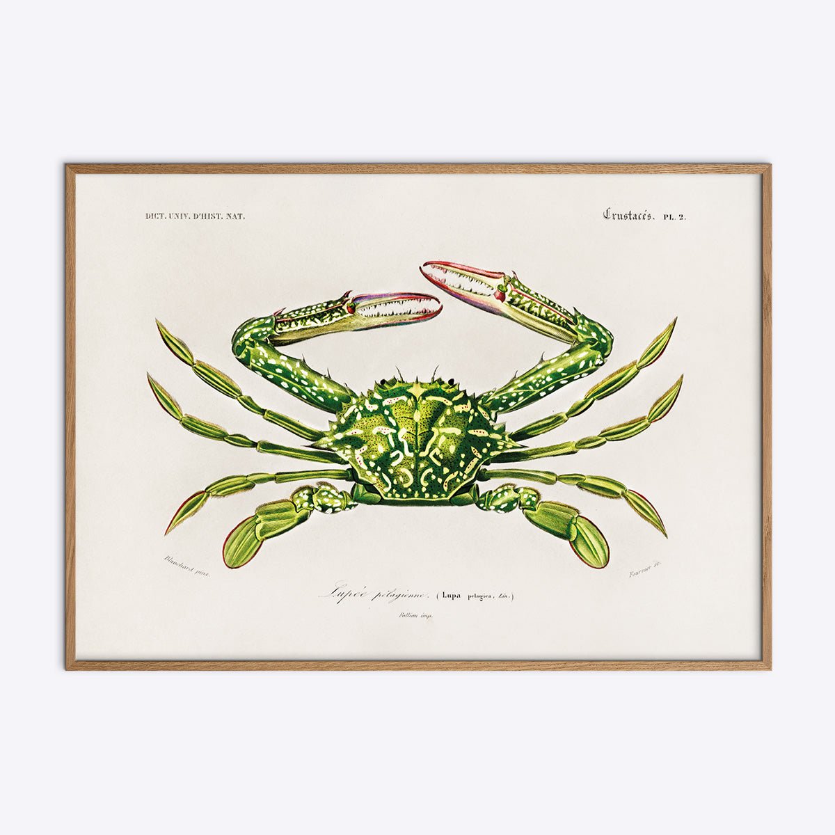 Plakat med naturmotiv i egetræsramme, Lupa Pelagica, tilføjer elegance til indretningen, perfekt til stuen eller kontoret.