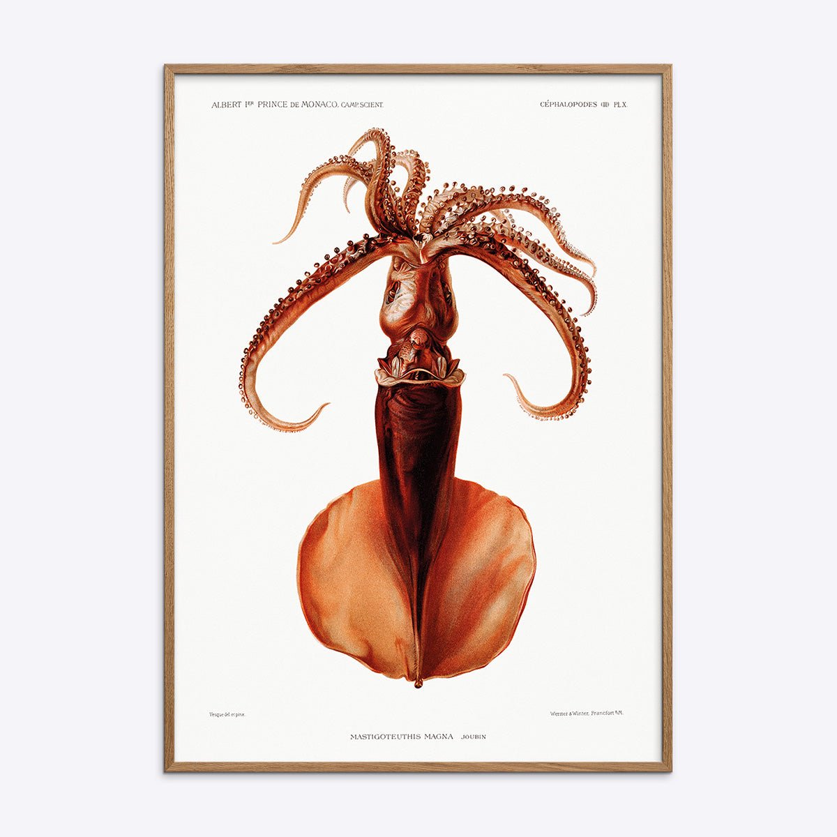 Vintage illustration af Mastigoteuthis Magna blæksprutte i en naturlig egetræsramme til boligindretning.