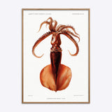 Mastigoteuthis Magna Blæksprutte