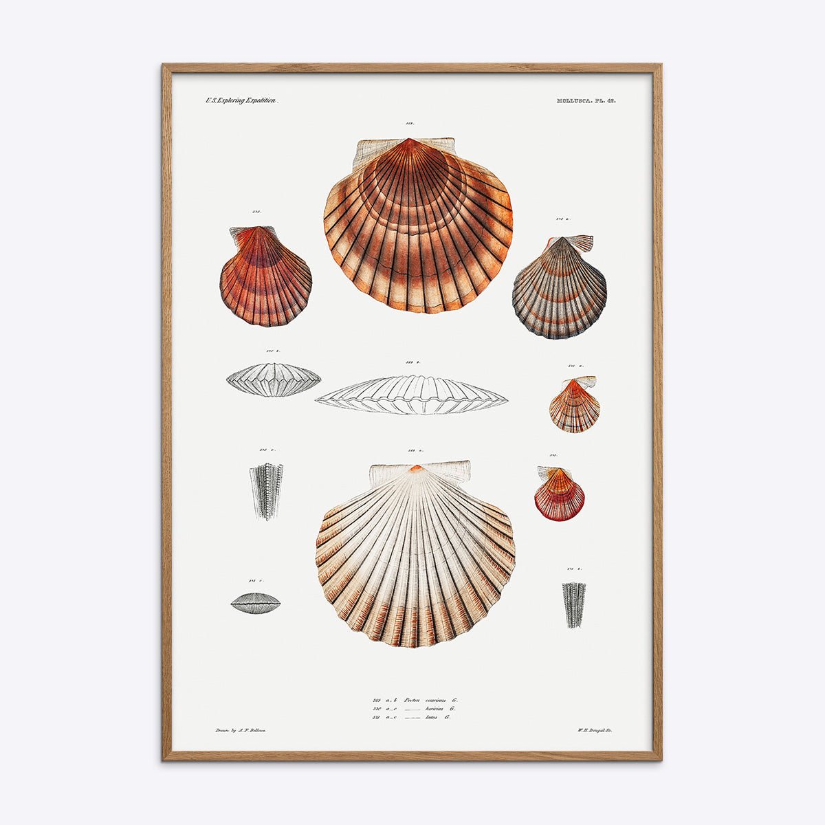 Illustration af muslinger og skaller på plakat i en natur egetræsramme.