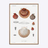 Mollusca & Shells