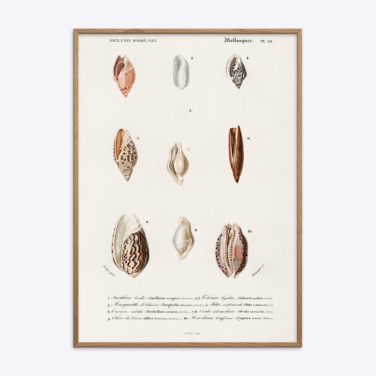 Plakat med naturmotiv af mollusker i træramme, perfekt til indretning med et maritimt tema.