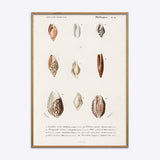 Mollusks