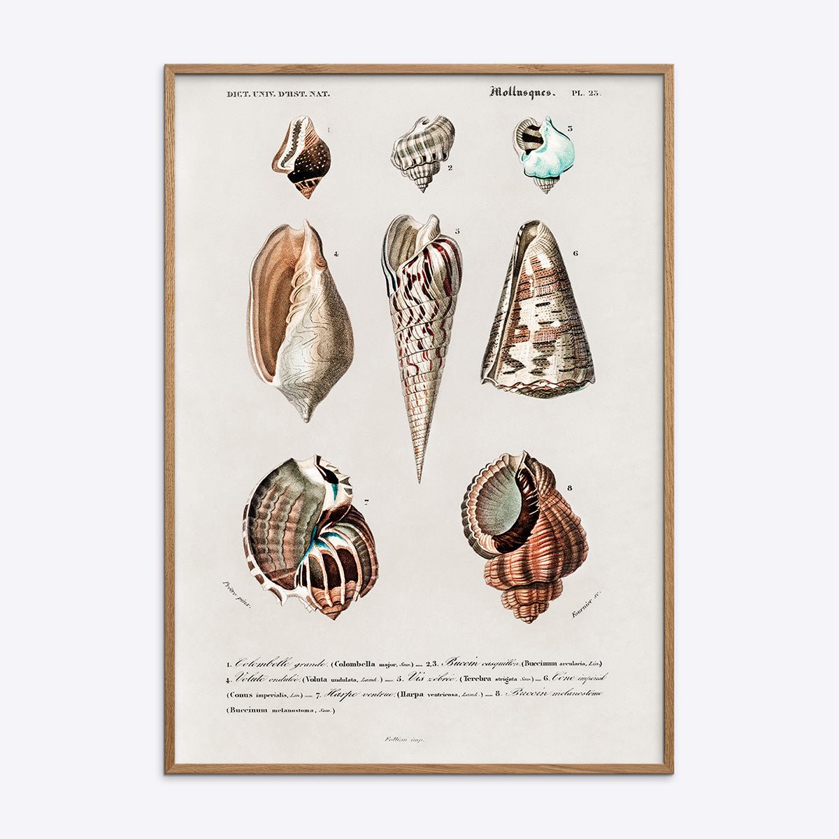 Plakat med naturinspirerede mollusker i træramme, perfekt til moderne indretning og kunstelskere.
