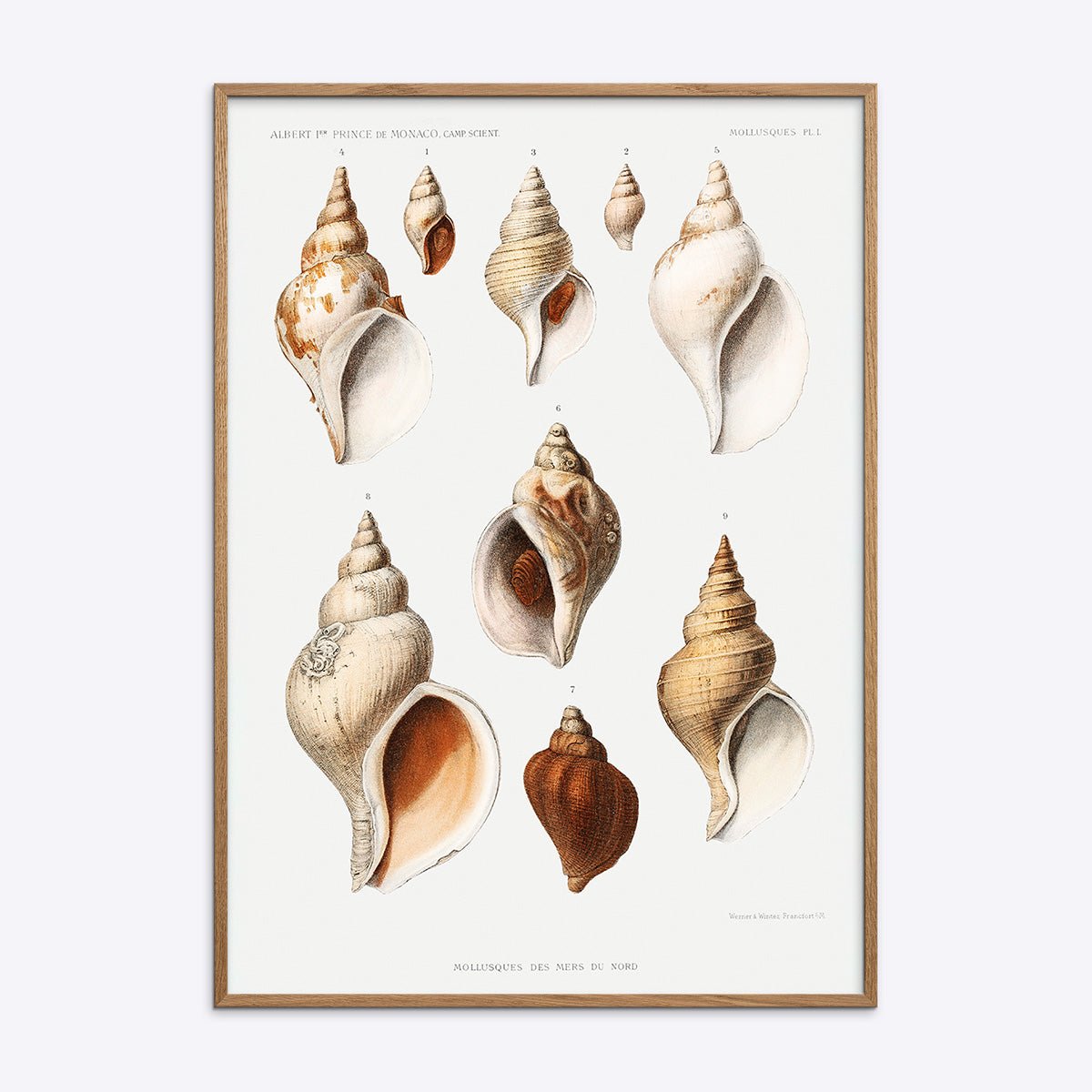 Mollusques Des Mers Du Nord plakat med illustrationer af muslingeskaller i en lys træramme.