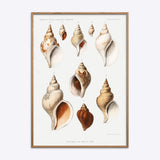 Mollusques Des Mers Du Nord