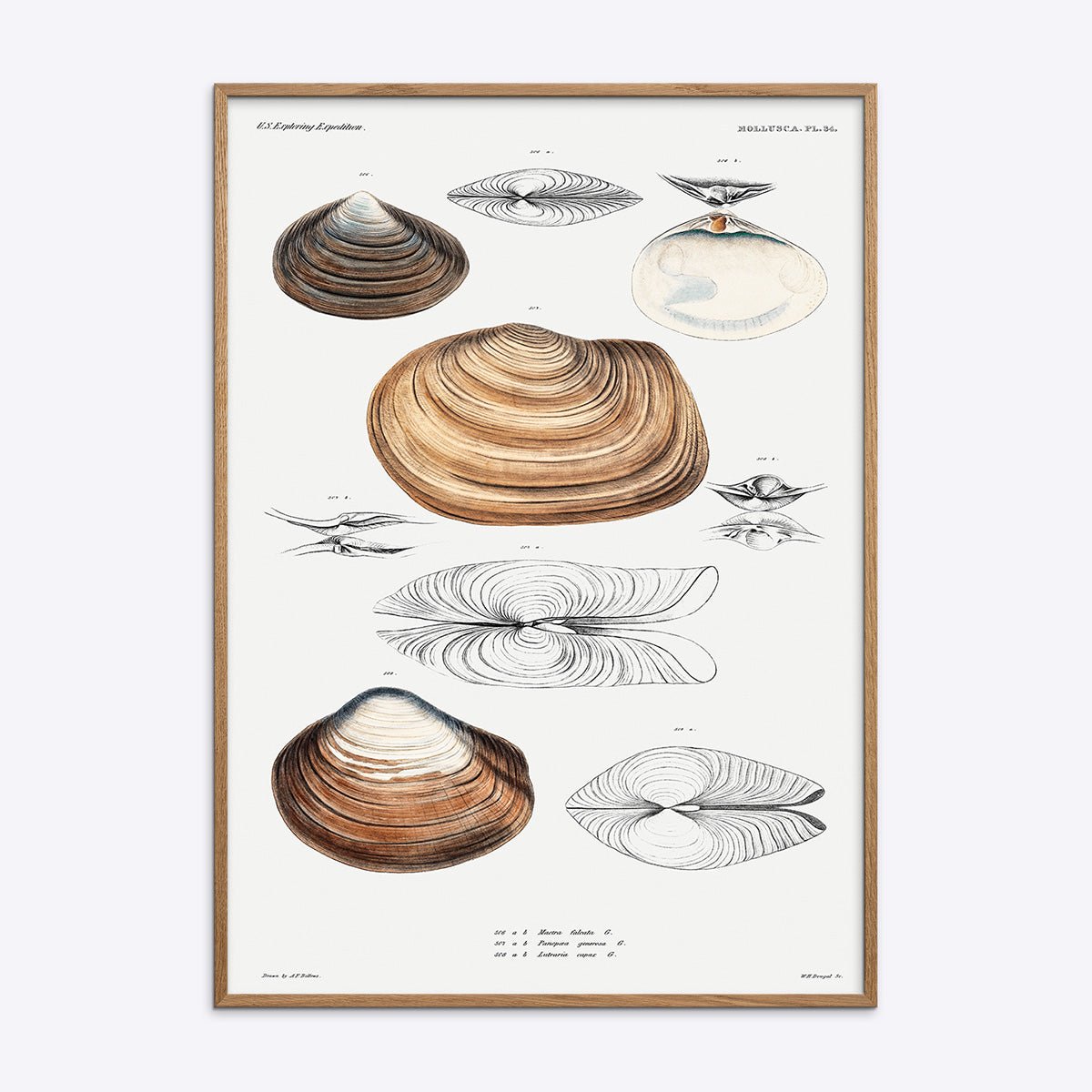 Plakat med illustration af muslinger i egetræsramme.
