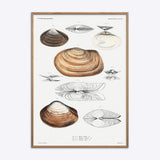 Mollusca