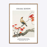 Ohara Koson Japanese Plague Bird On Maple