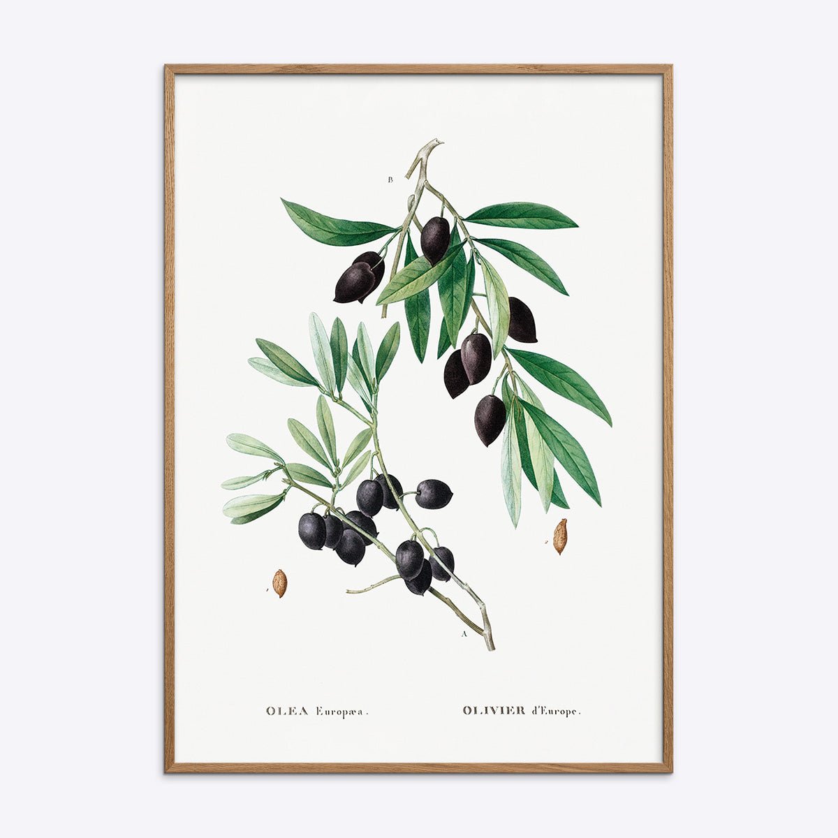 Botanisk plakat med illustration af en olivengren i en smuk natur egetræsramme i natur.