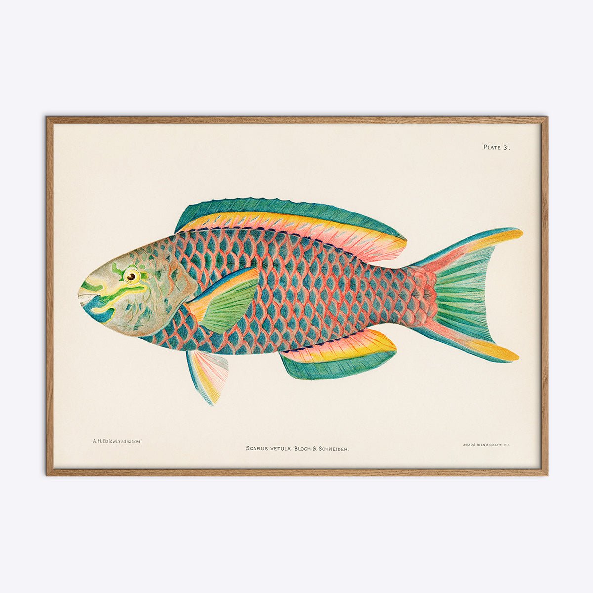 Plakat med papegøjefisk i egetræsramme