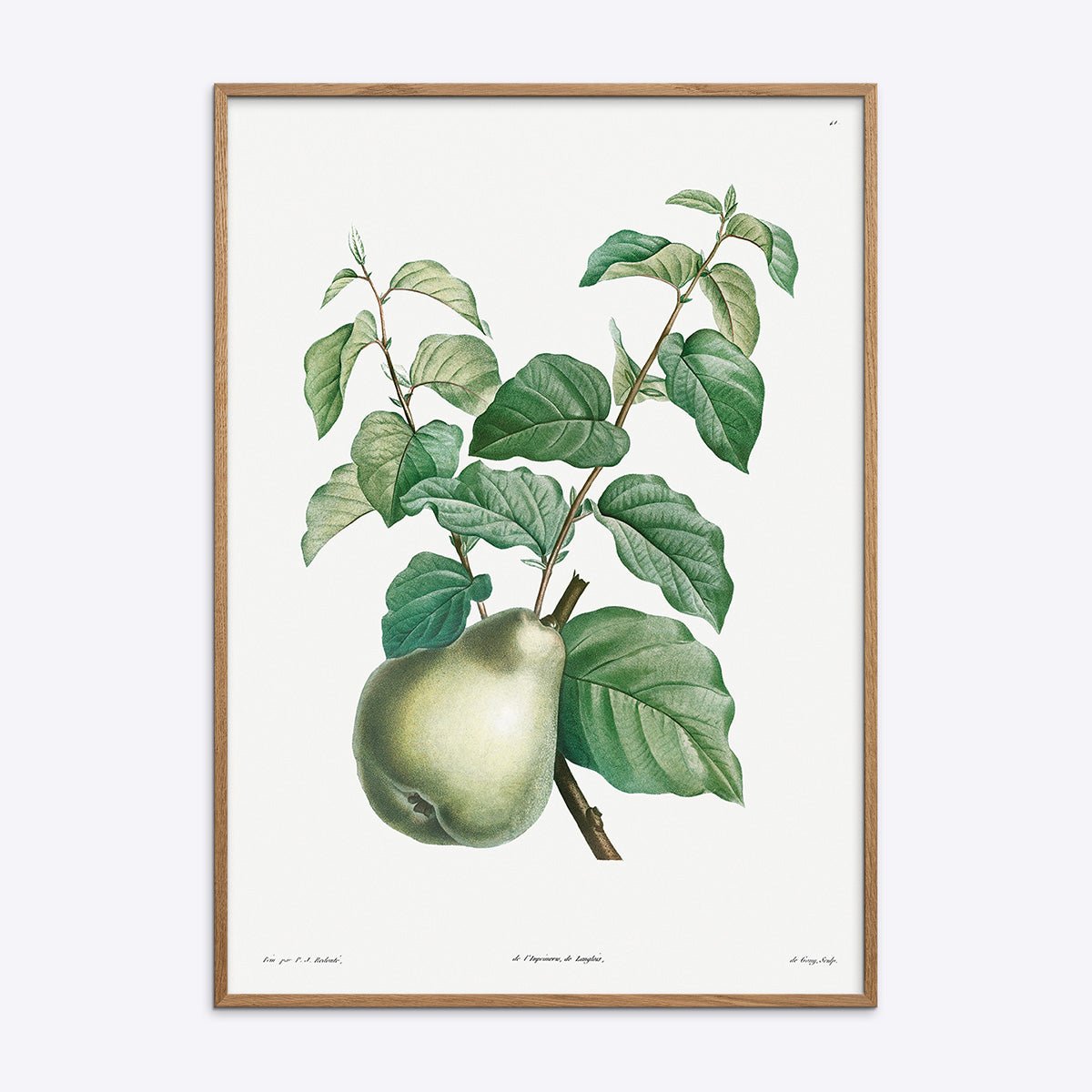 Botanisk Pear plakat med pæregren i en elegant natur egetræsramme fra Poster Society.