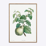 Pear