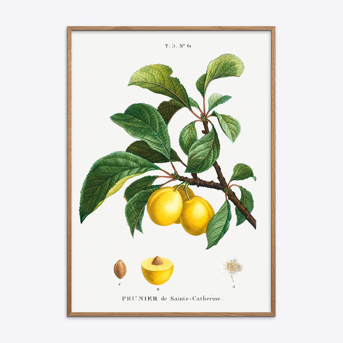Botanisk plakat med illustration af Prunier de Sainte Catherine blommer i en naturlig egetræsramme.