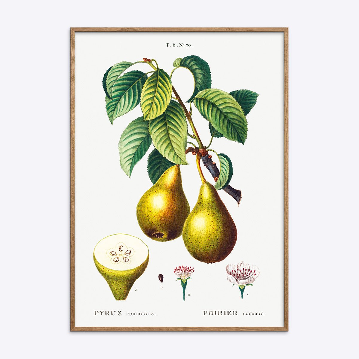Botanisk Pyrus Communis plakat med pærer i en flot natur egetræsramme fra Poster Society.