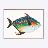 Rainbow Fish