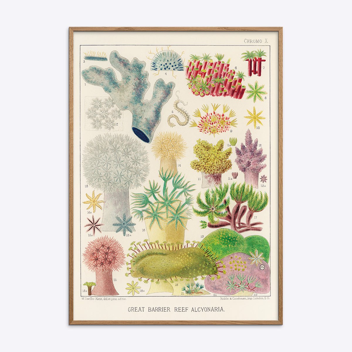 Plakat af Great Barrier Reef Alcyonaria i naturlig træramme med illustrationer.