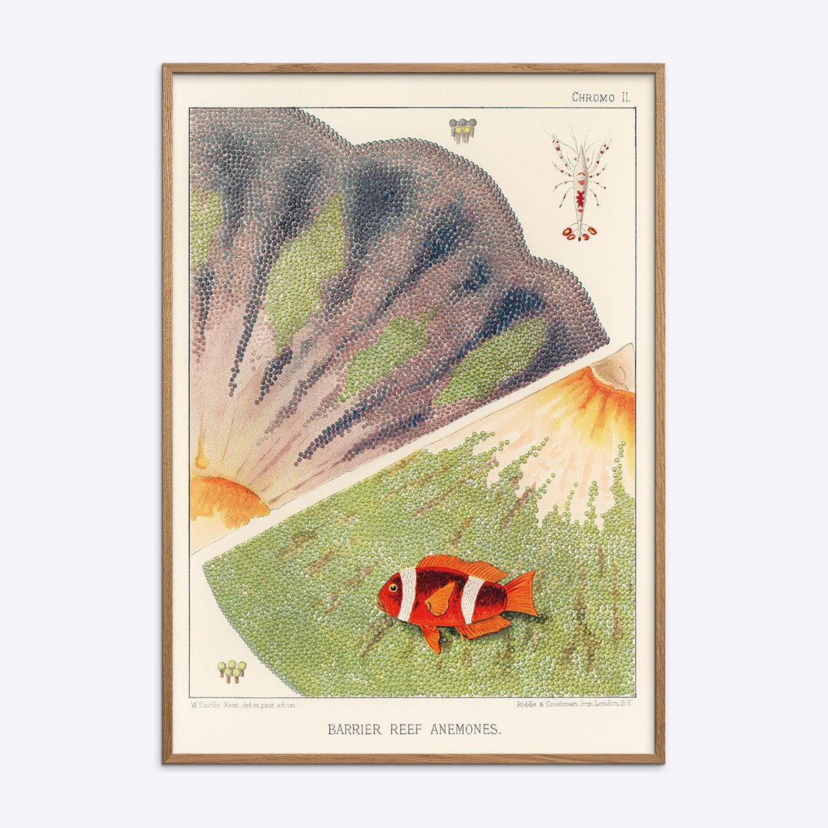 Plakat af Barrier Reef Anemones, med orange fisk og grønne koraller i træramme.