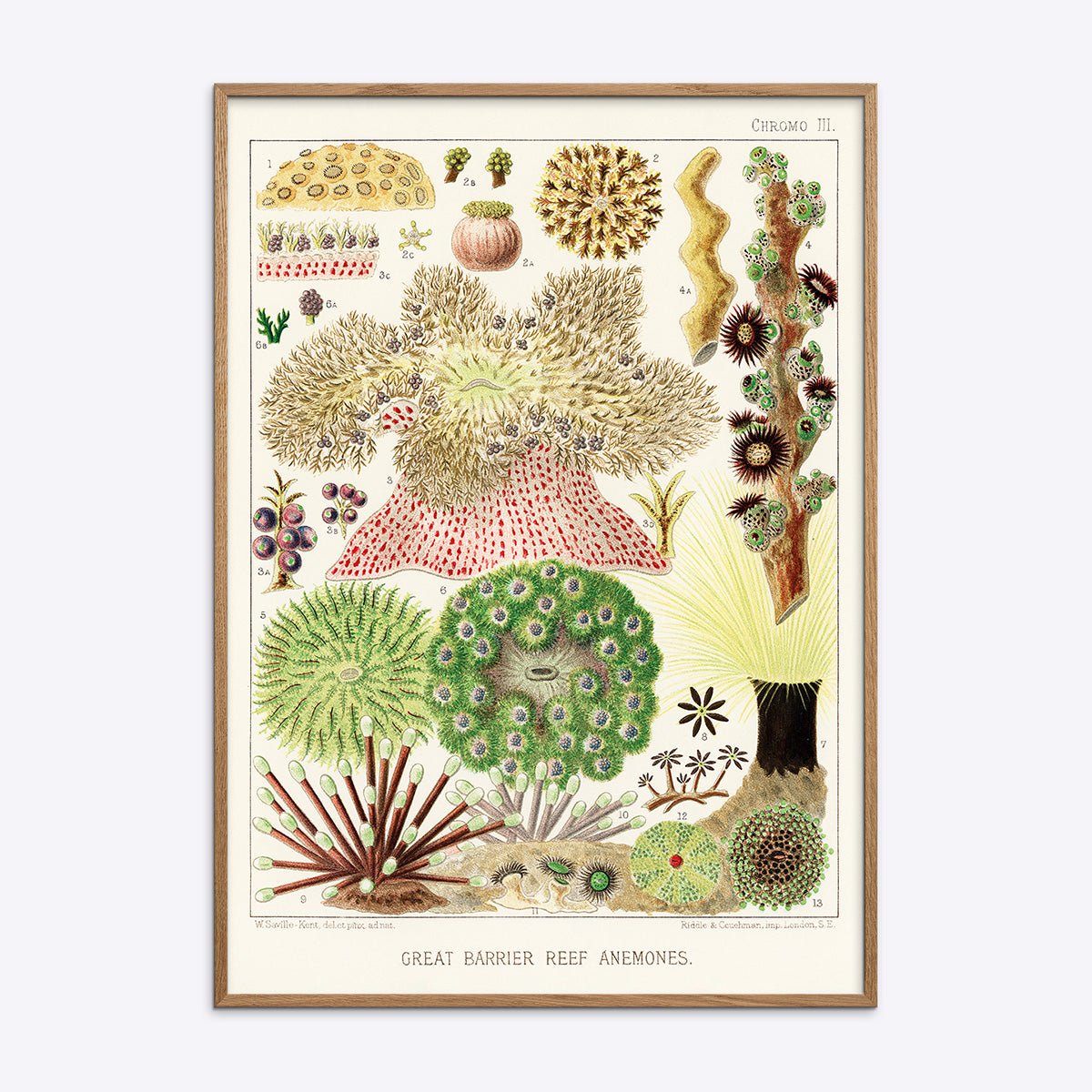 Plakat af Great Barrier Reef anemoner i egetræsramme, illustration af havdyr.