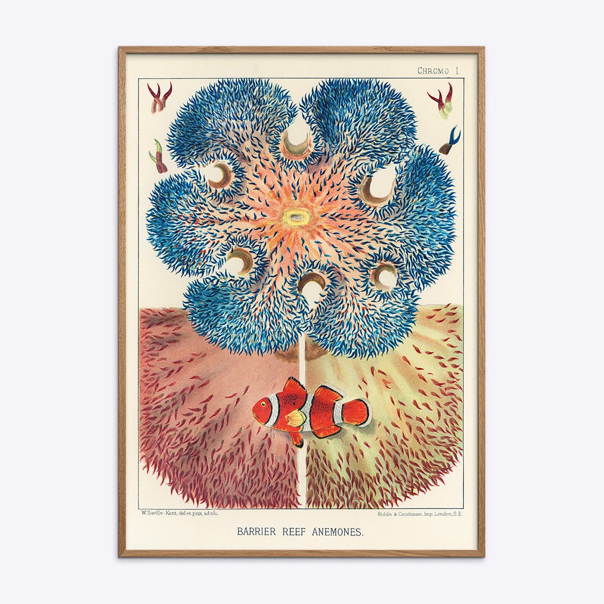 Plakat med Great Barrier Reef Anemones og Klovnfisk i egetræsramme