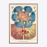 Great Barrier Reef Anemones