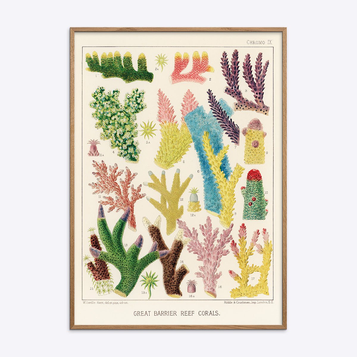 Plakat af Great Barrier Reef koraller i eg træramme