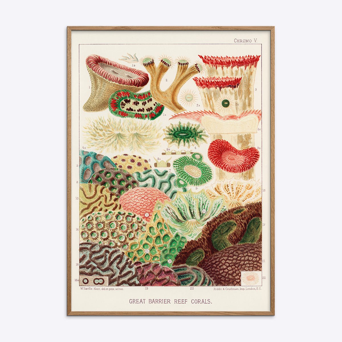 Plakat med koraler fra Great Barrier Reef i naturlig egetræsramme.