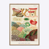 Great Barrier Reef Corals 4