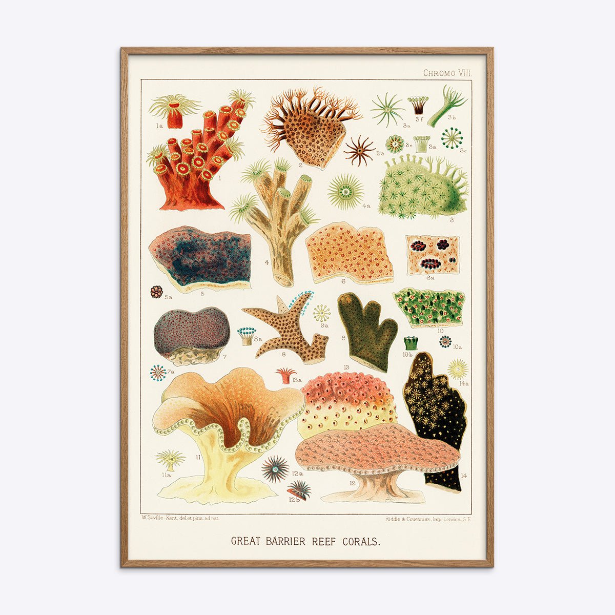 Smuk plakat med detaljeret illustration af koraler fra Great Barrier Reef