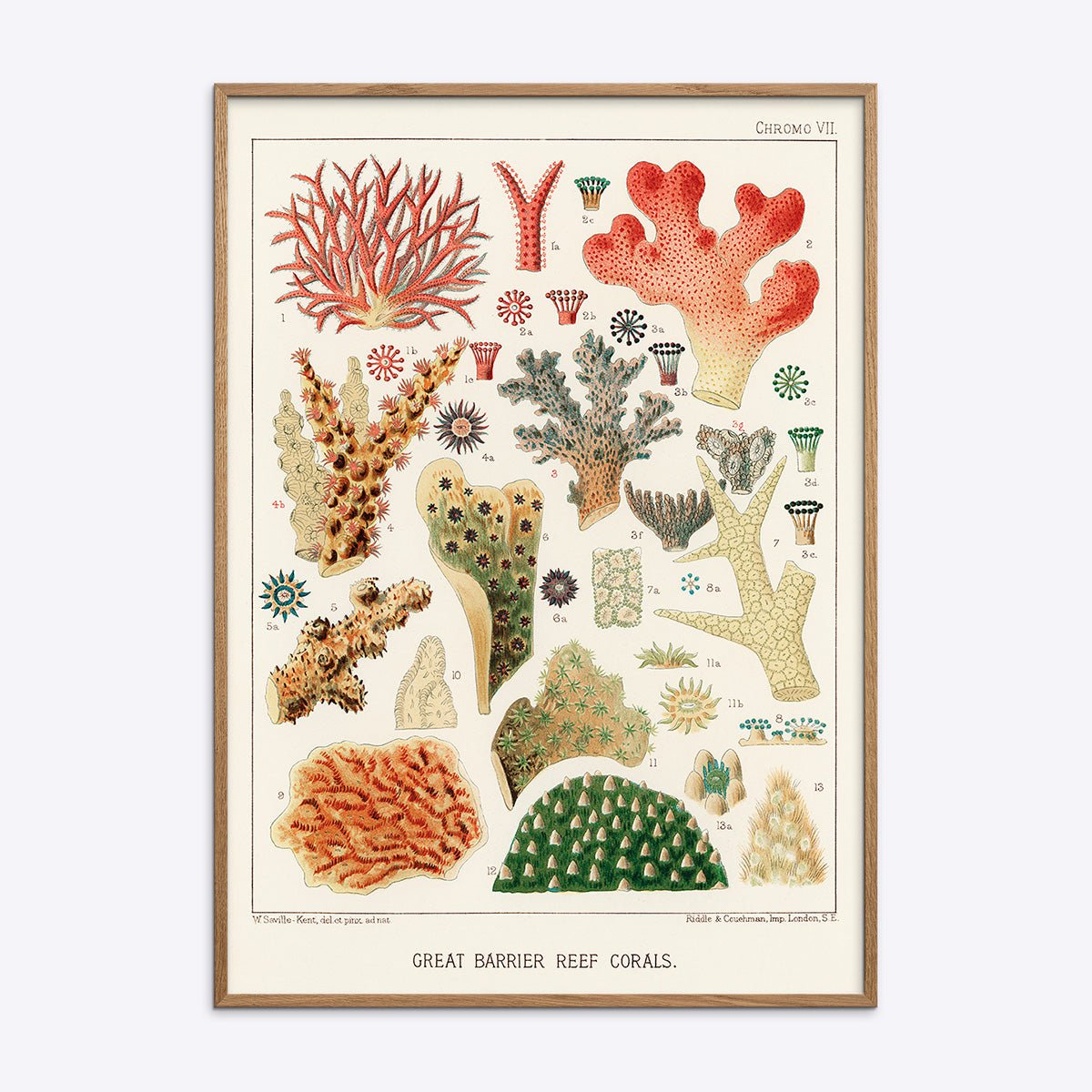 Plakat med Great Barrier Reef koraller i eg træramme