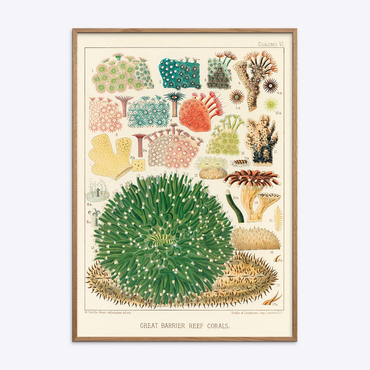 Plakat med Great Barrier Reef koraller i eg træramme