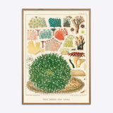 Great Barrier Reef Corals 5