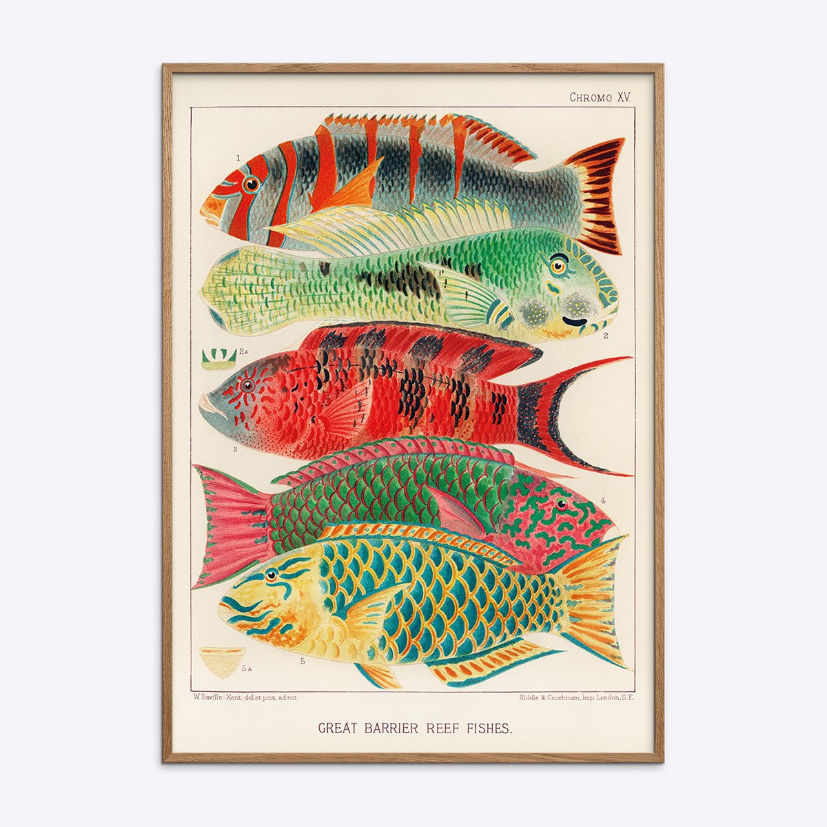 Plakat af Great Barrier Reef Fishes i egetræsramme
