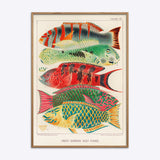 Great Barrier Reef Fishes