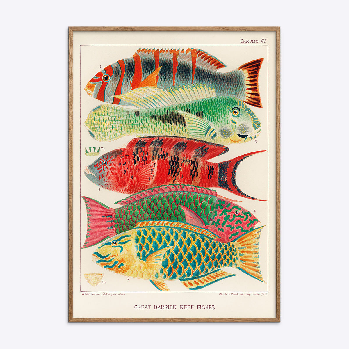 Great Barrier Reef Fishes