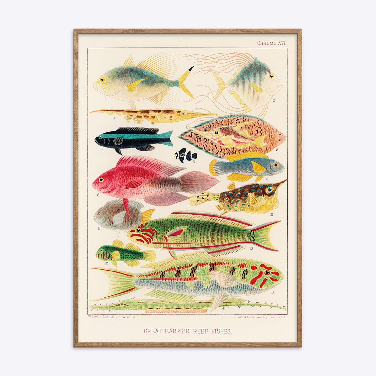 Plakat med illustration af farverige revfisk i en egetræsramme