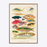 Great Barrier Reef Fishes 2
