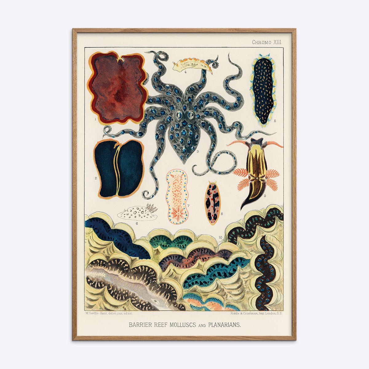 Plakat med Great Barrier Reef Molluscs and Planarians i træramme