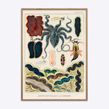 Great Barrier Reef Molluscs and Planarians