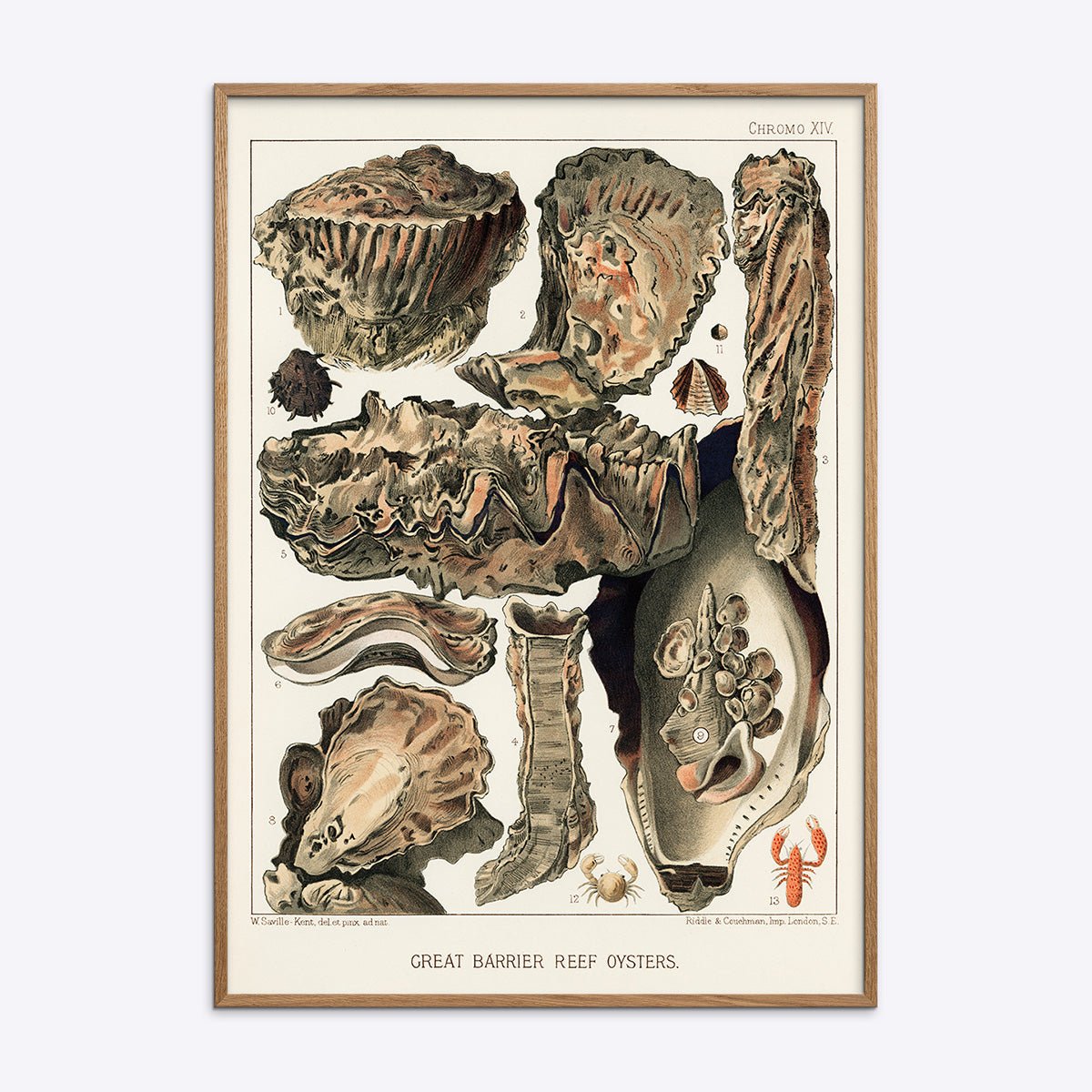 Plakat med Great Barrier Reef Oysters i natur træramme.