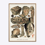 Great Barrier Reef Oysters