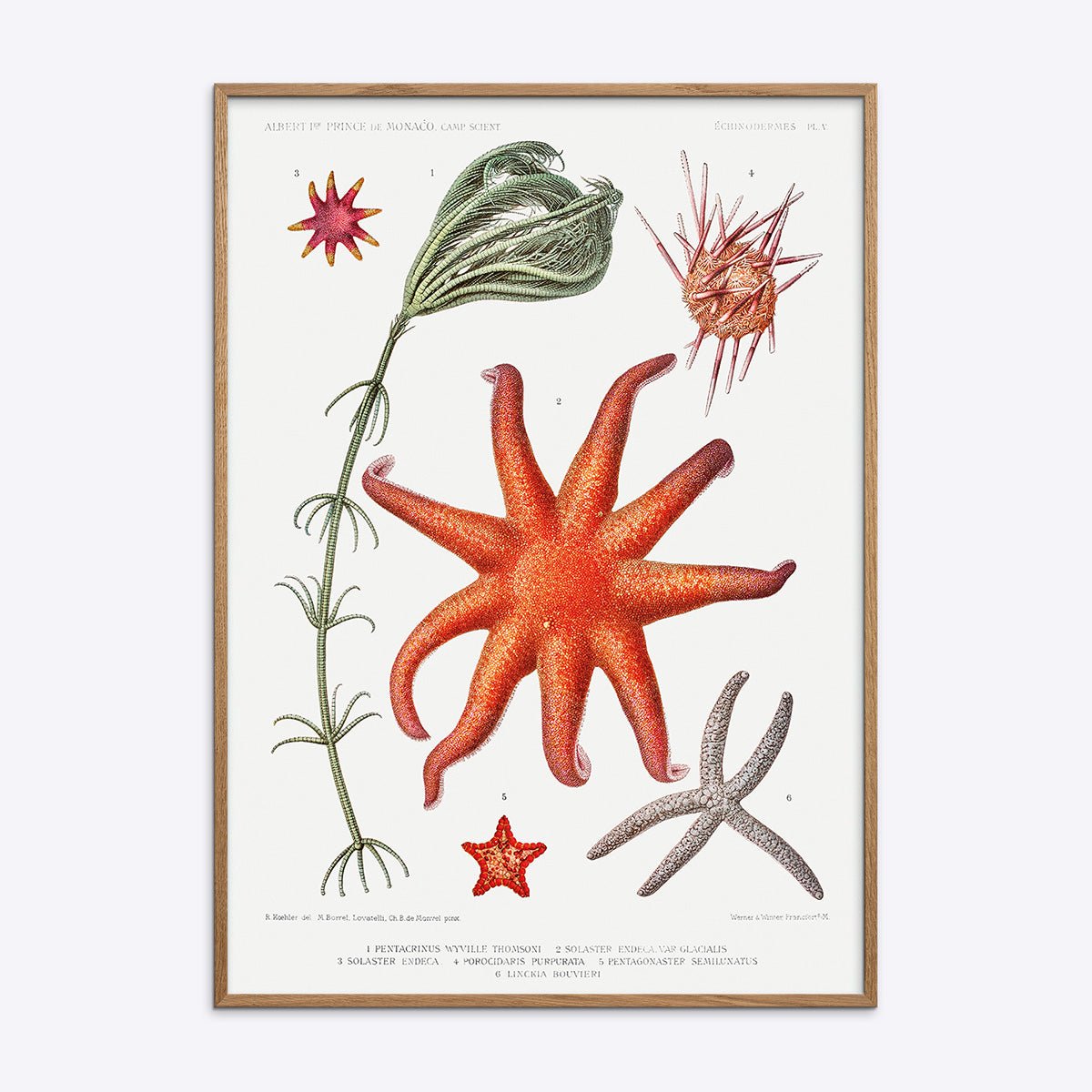 Vintage plakat med illustrationer af søstjerner og havplanter i en naturlig egetræsramme.