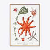 Starfish & More