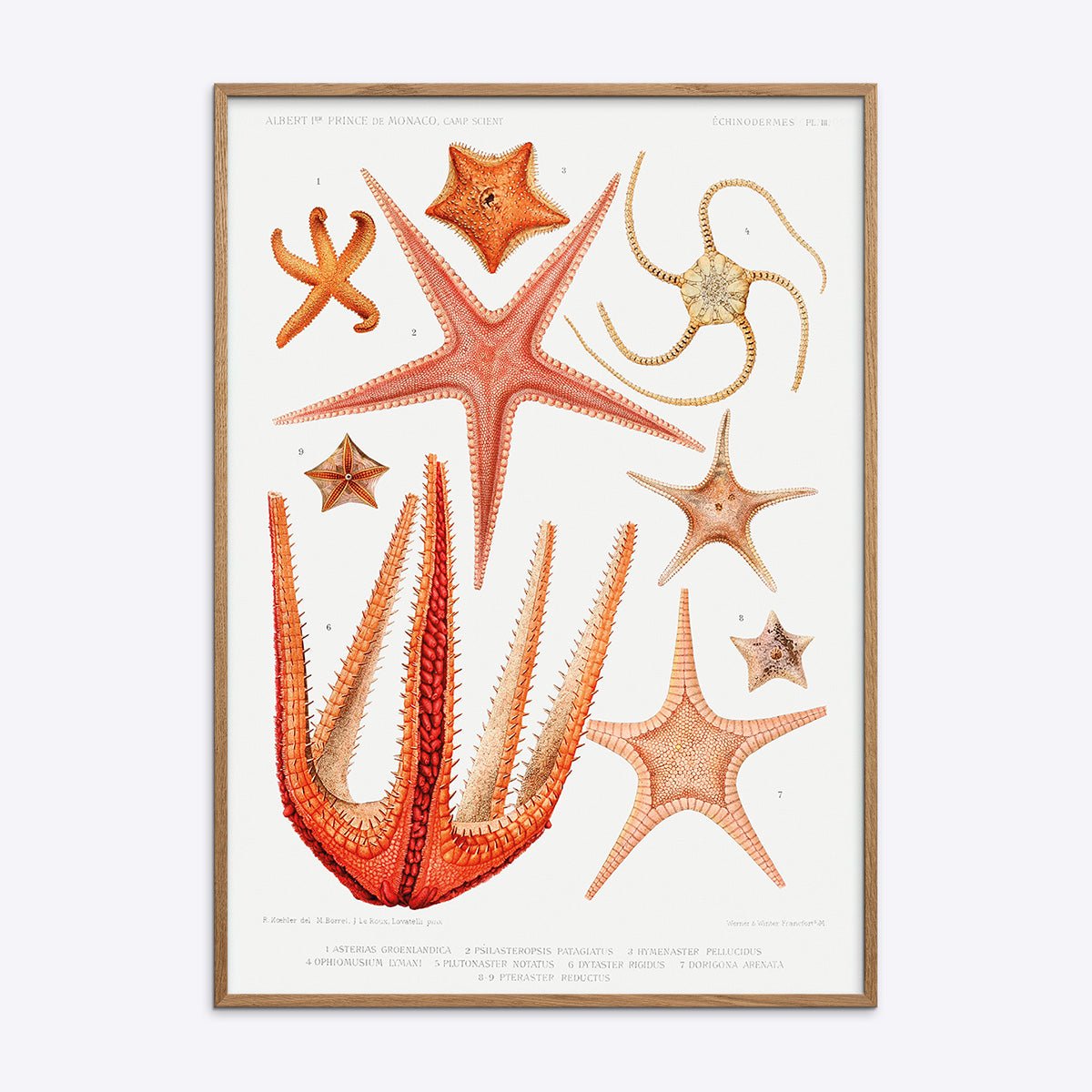 Botanisk Starfish plakat med illustrationer af søstjerner indrammet i en lys natur egetræsramme.