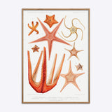 Starfish