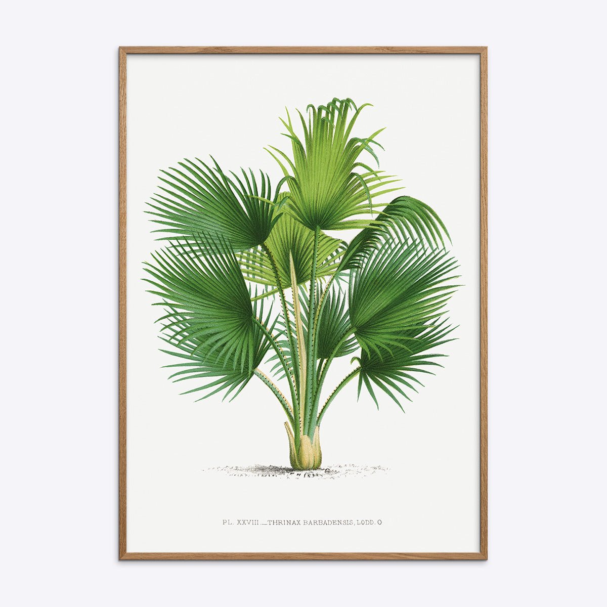 Plakat med Thrinax Barbadensis motiv i naturlig træramme, perfekt til moderne indretning og botanisk inspiration.