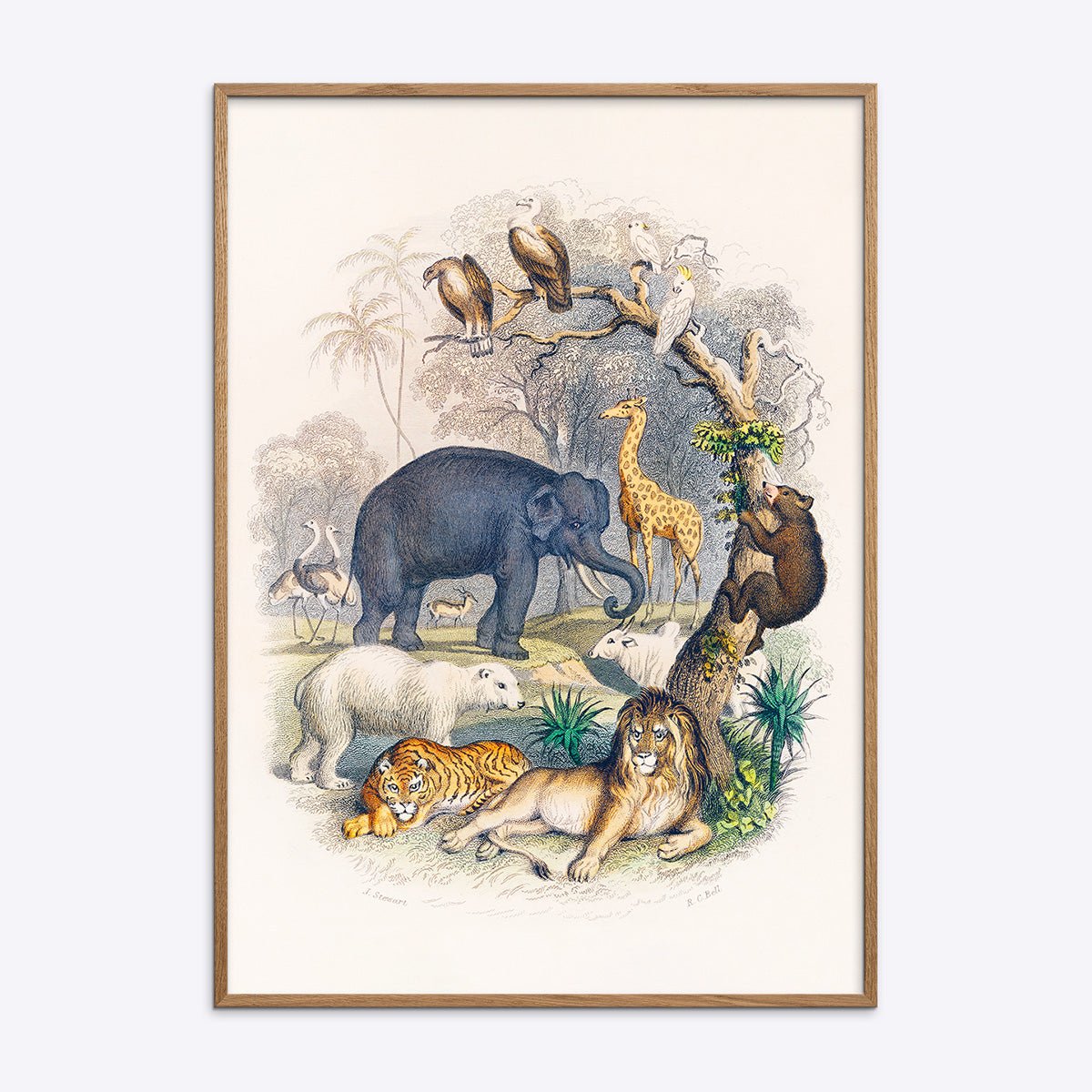 Plakat med illustration af vilde dyr i egetræsramme.